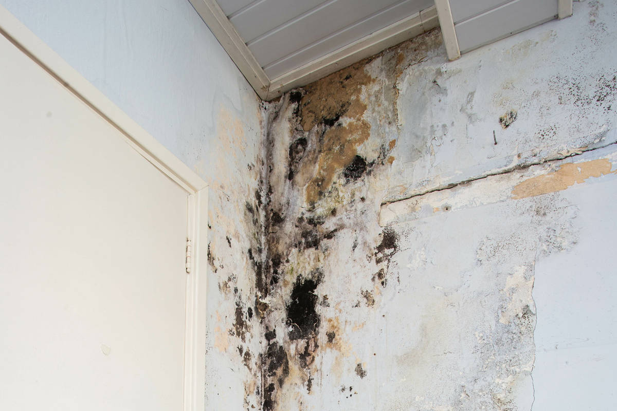 mold inspection